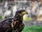 Huge eagle shot close-up of the flora and fauna of Vosges