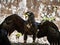 Huge eagle shot close-up of the flora and fauna of Vosges