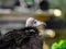 Huge eagle shot close-up of the flora and fauna of Vosges