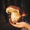 Huge edible mushroom bay bolete in the hands of a young woman
