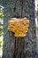 A huge edible sulfur-yellow tinder fungus on a tree