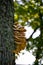 A huge edible sulfur-yellow tinder fungus on a tree