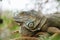 A huge elderly green iguana lies on a tree