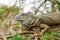 A huge elderly green iguana lies on a tree