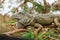 A huge elderly green iguana lies on a tree