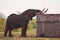 Huge elephant bull drinking water