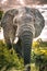 Huge elephant bull faces camera up close in Kruger National Park South Africa