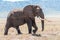 Huge elephant bull walking in Ngorongoro Crater in full view
