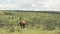 A Huge Elephant Eating Fresh Grass In The Wilderness On A Sunny Day At Kenya Wildlife - Wi