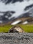 Huge elephant seal facing camera