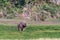 Huge elephant in the swamp. Amboseli, Kenya. Africa