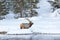 Huge elk with large rack of antlers stands in deep snow