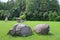 Huge erratic boulders in the megalith park. Big stones lie in the green grass. There are green trees around. Silvarium, a forest p