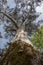 Huge eucalyptus seen from below. Tree photographed in Galicia, Spain