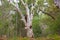 Huge eucalyptus tree in jungle forest Fraser Island, Australia