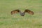 Huge European Eagle Owl Bubo bubo flying