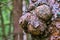 Huge excrescence on pine tree trunk. Sick diseased forest tree. color