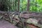 Huge fallen Redwood is a base for new trees