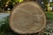 Huge fallen tree, end face with annual rings, close-up. Design element or abstract natural background