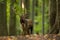 Huge fallow deer standing in forest in autumn nature