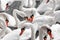 Huge family of swans gathering on lake,  pattern
