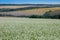 Huge farm fields on the hills are separated by forest strips. A blooming field of buckwheat. Agricultural lands in the Ternopil