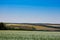 Huge farm fields on the hills are separated by forest strips. A blooming field of buckwheat. Agricultural lands in the Ternopil