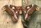 Huge female of Atlas moth