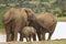 Huge female elephant protecting her young with her trunk