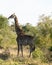Huge female Giraffe in the Sabi Sands game reserve, South Africa on a sunny day