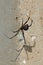 The huge female and tiny male brown widow button spiders