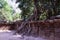 A huge ficus grows on the old stone wall. The tree destroys the ancient stone wall with its roots