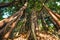 Huge ficus tree in jungle forest