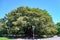 Huge Ficus Tree with Lush Foliage Growing in Summer Heat in City Park of Buenos Aires, Argentina