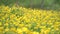 A huge field of beautiful yellow flowers