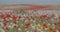 A huge field of blooming red poppies on a beautiful background.