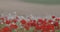 A huge field of blooming red poppies on a beautiful background.