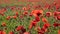 Huge field of blossoming poppies. Background