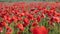 Huge field of blossoming poppies. Poppy field.Field of blossoming poppies. Blossoming poppies.close up of moving poppies