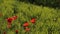 Huge field of blossoming poppies. Poppy field.Field of blossoming poppies. Blossoming poppies.close up of moving poppies