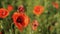 Huge field of blossoming poppies. Poppy field.Field of blossoming poppies. Blossoming poppies.close up of moving poppies.