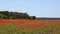 Huge field of blossoming poppies. Wild poppy field