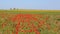 Huge field of blossoming poppies. Wild poppy field