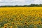 A huge field with bright blooming yellow sunflowers. Autumn harvest, abundance, natural products.