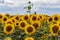 A huge field with bright blooming yellow sunflowers. Autumn harvest, abundance, natural products.