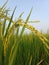 huge field is a combination of paddy trees and paddy, farming, Gujarat, india, ahemdabad,