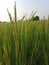 huge field is a combination of paddy trees and paddy, farming, Gujarat, india, ahemdabad,