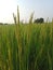 huge field is a combination of paddy trees and paddy, farming, Gujarat, india, ahemdabad,