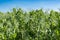 Huge field of green peas on blue sky background