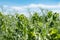 Huge field of green peas on blue sky background